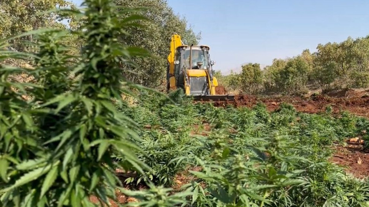 Terörün ‘zehir’ finansına ağır darbe: Jandarma 1 ton uyuşturucuya el koydu!