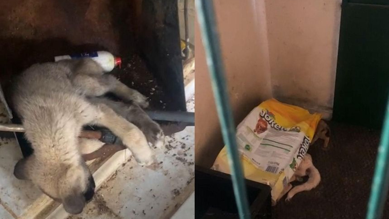 Barınakta vahşet! Aç kalan köpekler telef olan köpekleri yedi