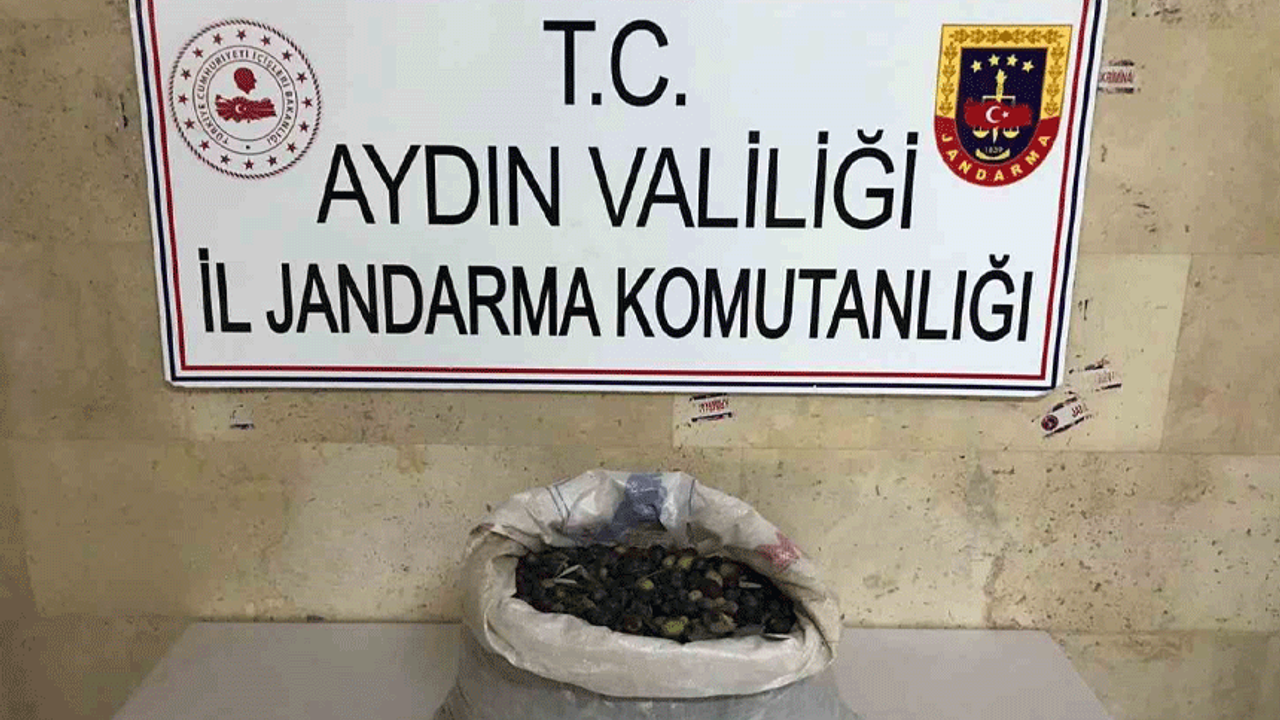 Jandarma ekiplerinde zeytin hırsızlarına suçüstü!