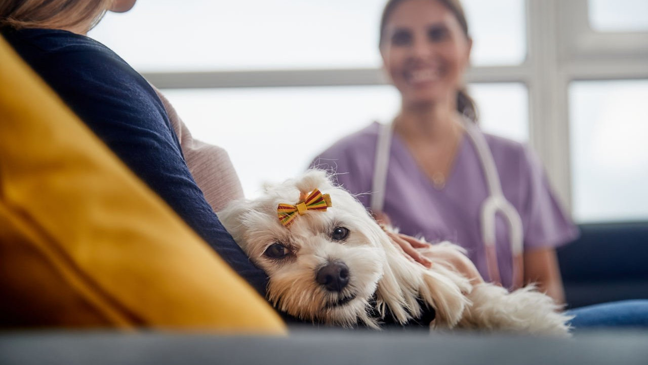 Evde köpek beslemek günah mı, haram mı?