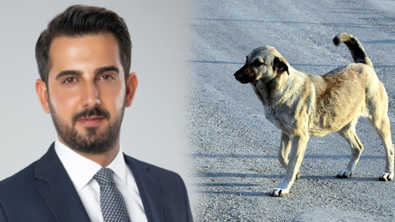 Fevzi Çakır sokak köpekleri sorununu değerlendirdi: Hangi Avrupa Birliği başkentinde böyle tablolar var?