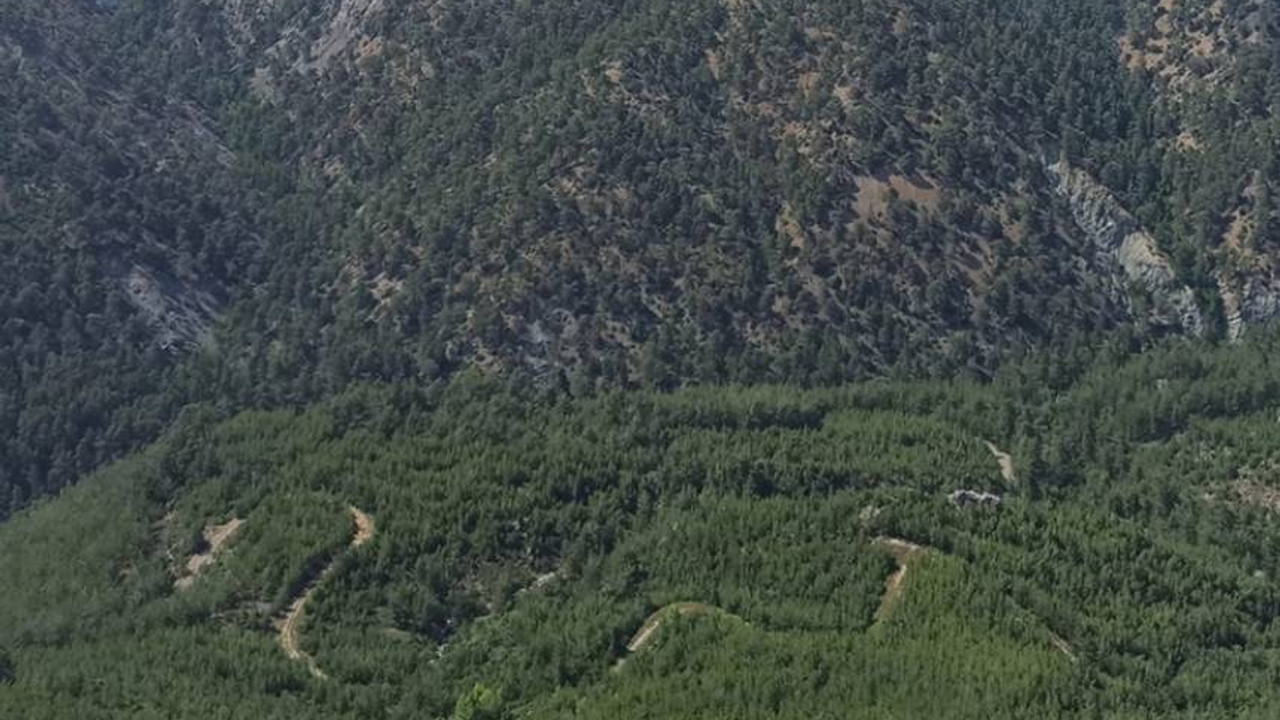 Milas ormanlarına kasım ayında düşen yağış miktarı açıklandı: Bodrumlular umutlu