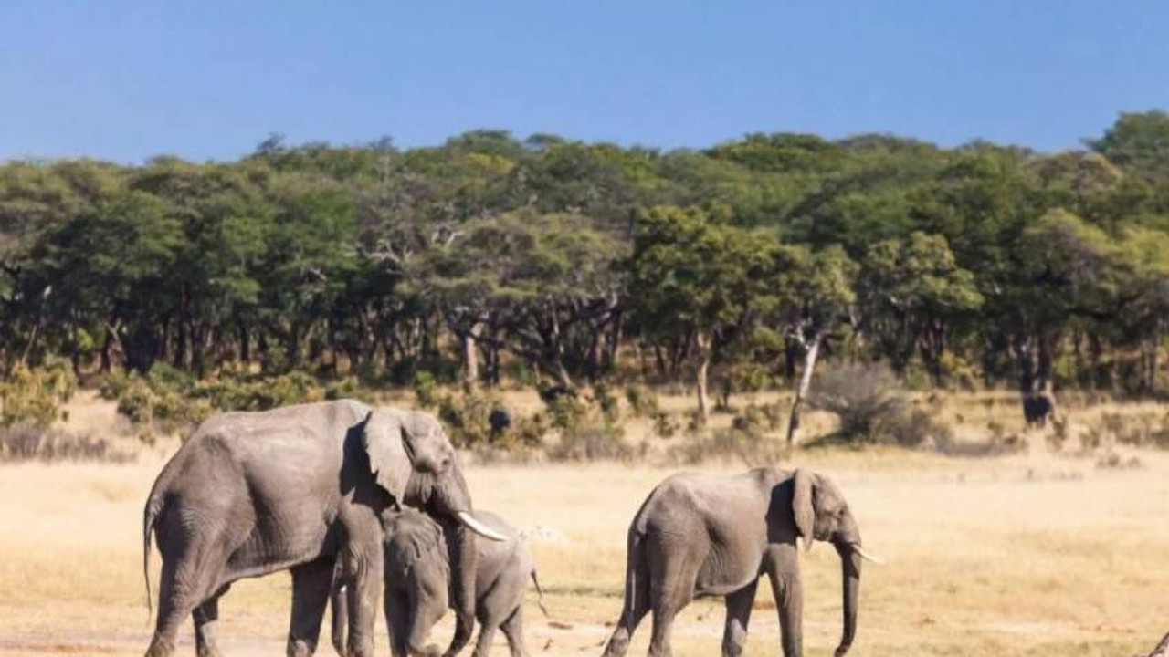 Zimbabve'de kuraklık: En az 100 fil öldü