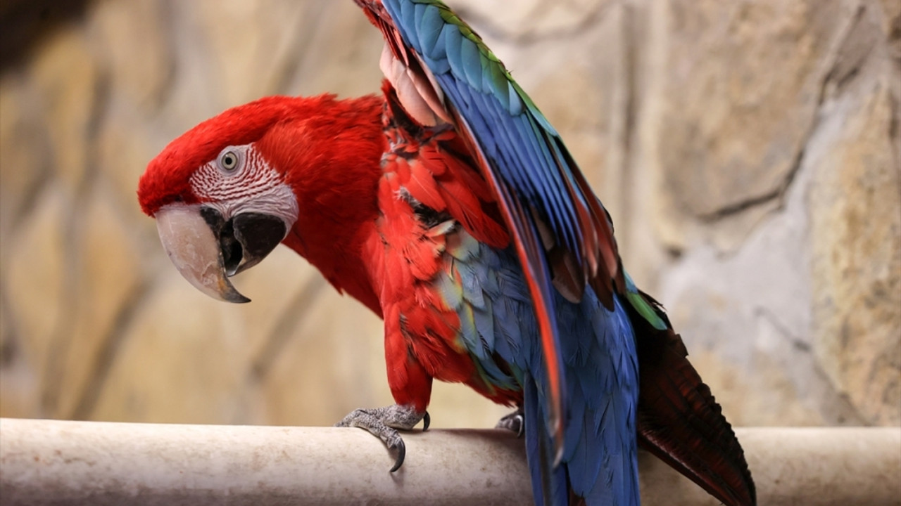 Hayvanat bahçesinin rengarenk papağanları kış aylarında da yaz koşullarında yaşıyor