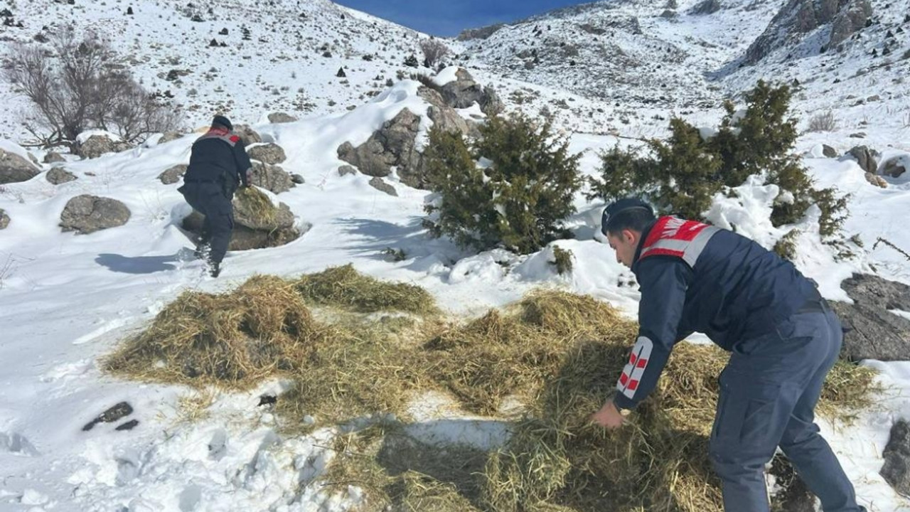 Kahramanmaraş'ta jandarma yaban hayvanları için doğaya yem bıraktı