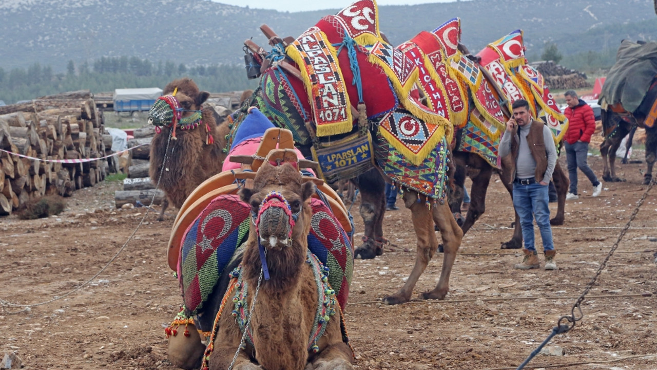 Muğla'da deve güreşleri geleneği sürdürülüyor