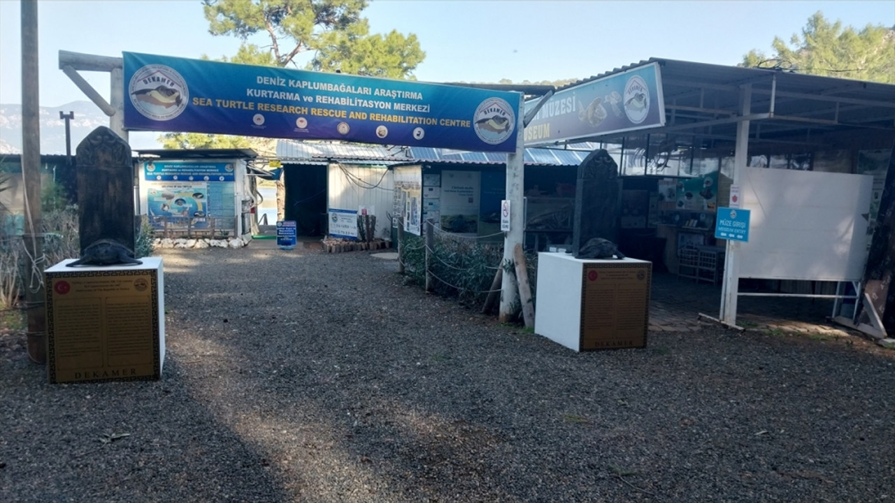 Muğla'da hayalet ağa dolanarak yaralanan yavru kaplumbağa tedavi ediliyor
