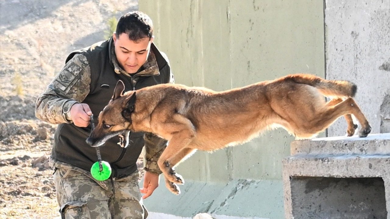 TSK'nın arama kurtarma köpekleri doğal afetlerde hayat kurtarıyor