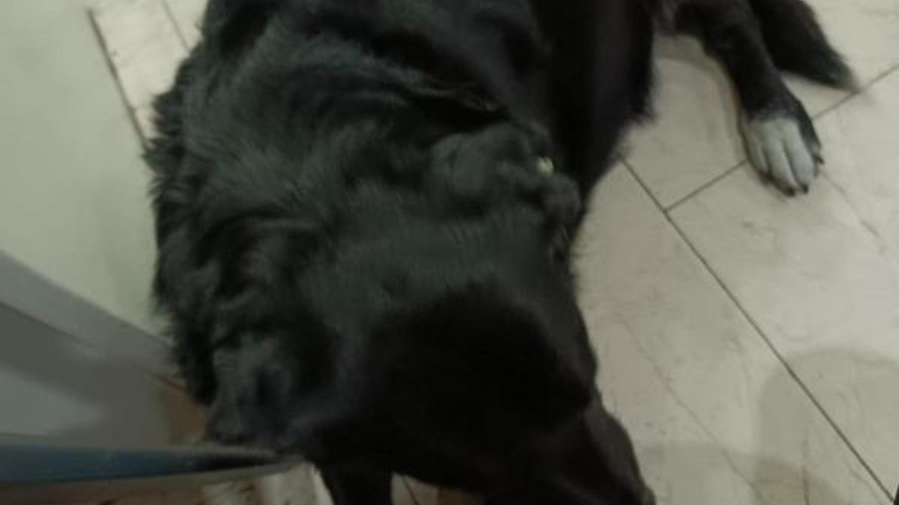 Çiğli’de 13 köpek zehirlendi; 11'i öldü