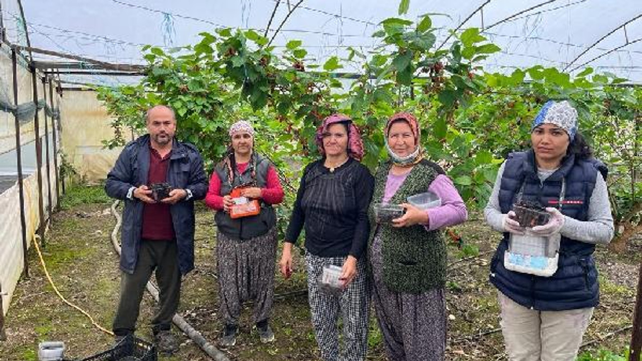 Erkenci karadutun tanesi 2,5 liradan alıcı buluyor