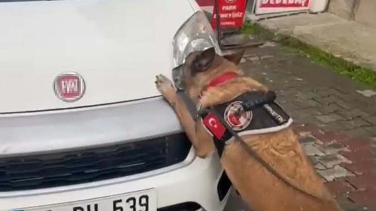 Hafif ticari araçtaki uyuşturucuyu narkotik köpeği 'Cash' buldu