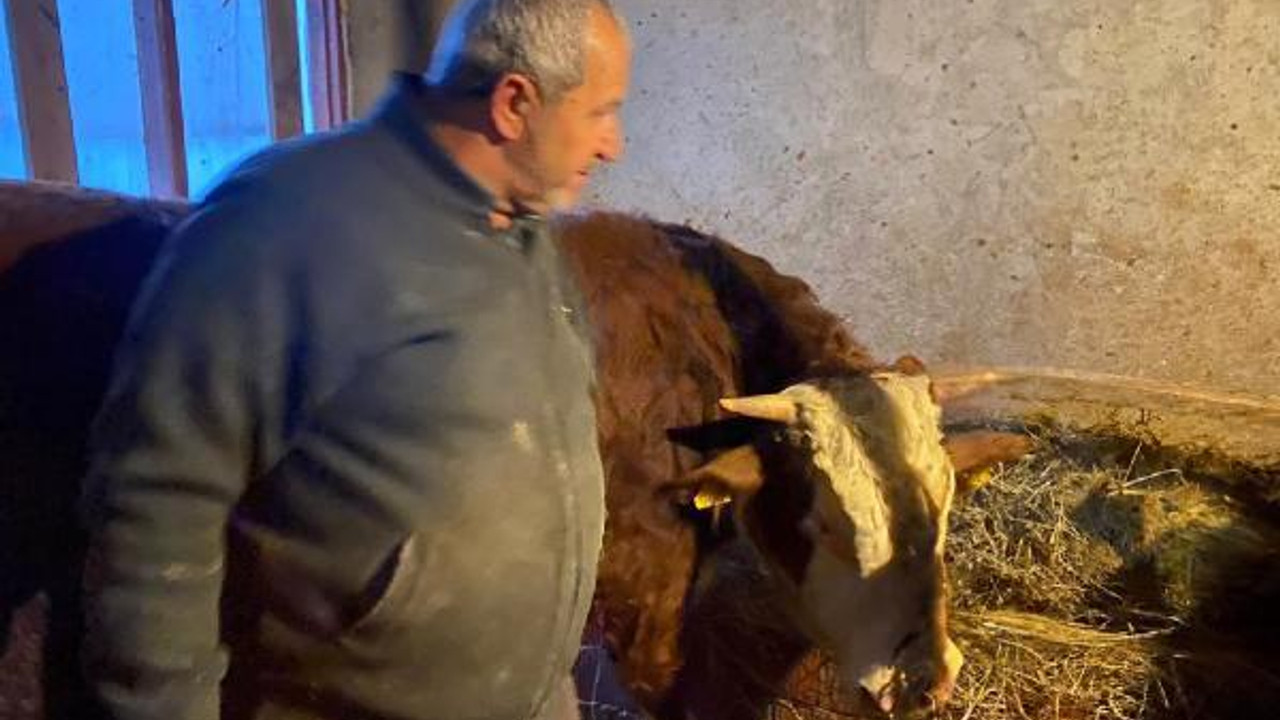 Kendisini yaralayan boğasını sarılıp öptü; ‘Hayvanlarım nazara geldi’