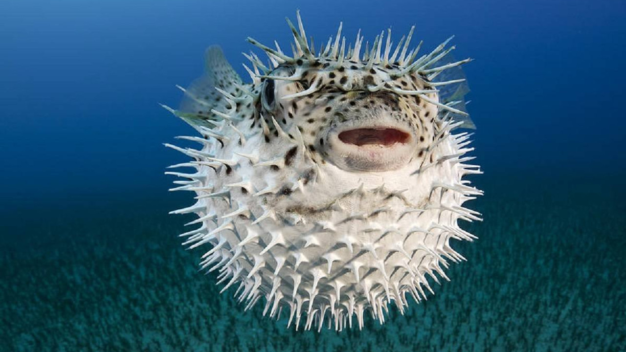 Zehirli balon balığı rota değiştirdi: İzmir ve İstanbul'a yöneldiler