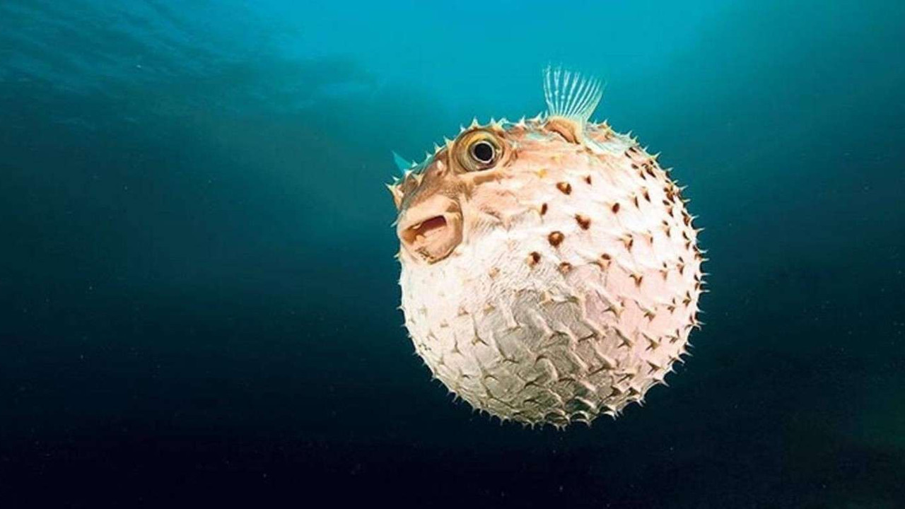 Balon balığı yenir mi, zehirli mi? Balon balığı yenirse ne olur?