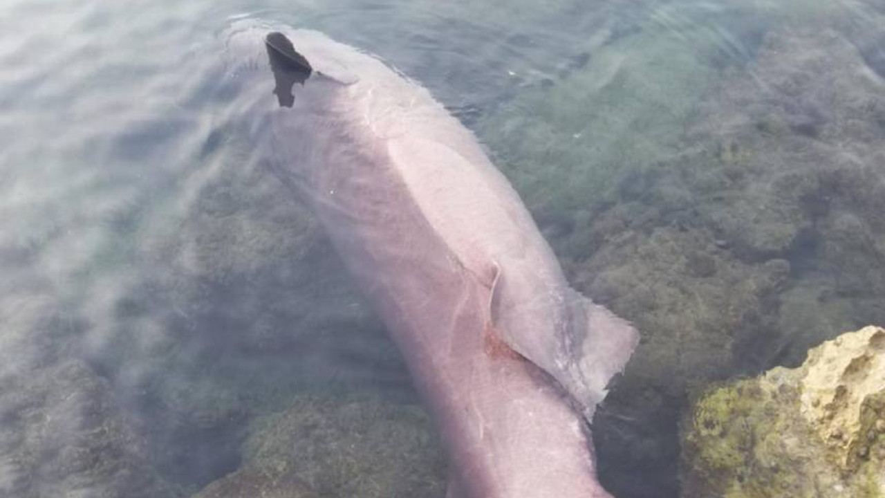 Mersin'de ölü "altı solungaçlı köpek balığı" kıyıya vurdu