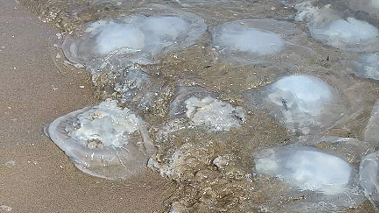 Adana'da korkutan görüntü! Binlercesi kıyıya vurdu