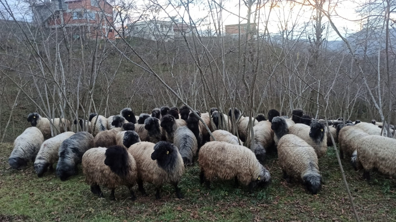 Giresun'da Çepni koyunu koruma altına alındı