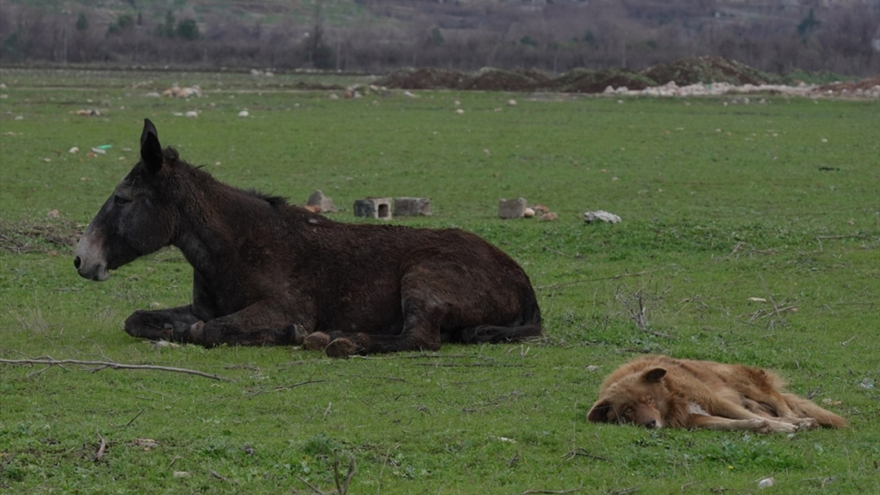 Irak’ta sakat katırı koruyan köpeğin dostluğu görenleri gülümsetiyor