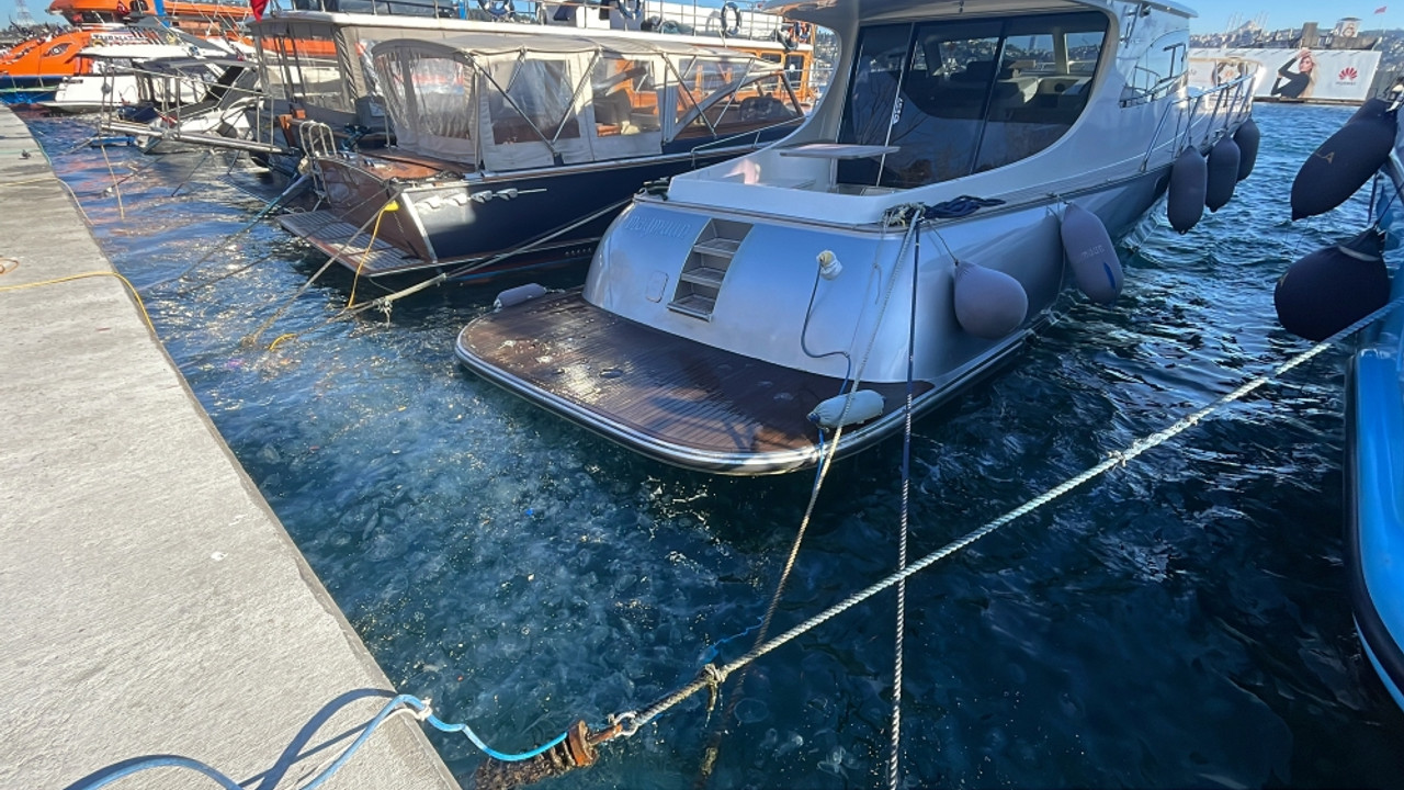 İstanbul'da binlerce denizanası kıyıya vurdu