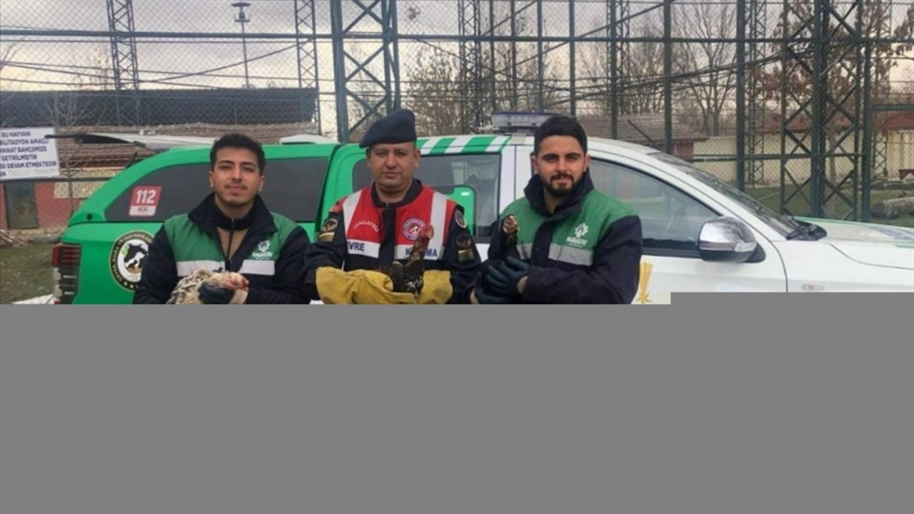 Konya'da horoz dövüşüne ilişkin yakalanan 7 kişiye 81 bin 851 lira ceza verildi