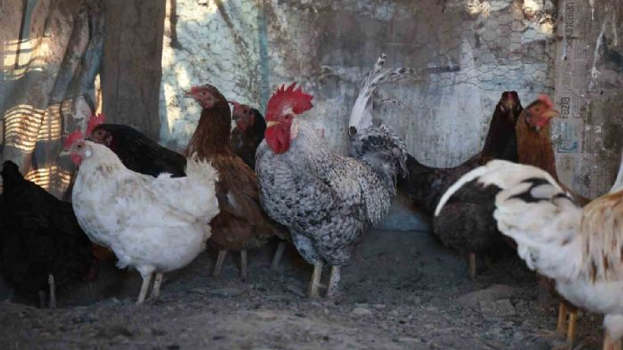 Elazığ'da anne diye bağıran horoz kesilmekten kurtuldu