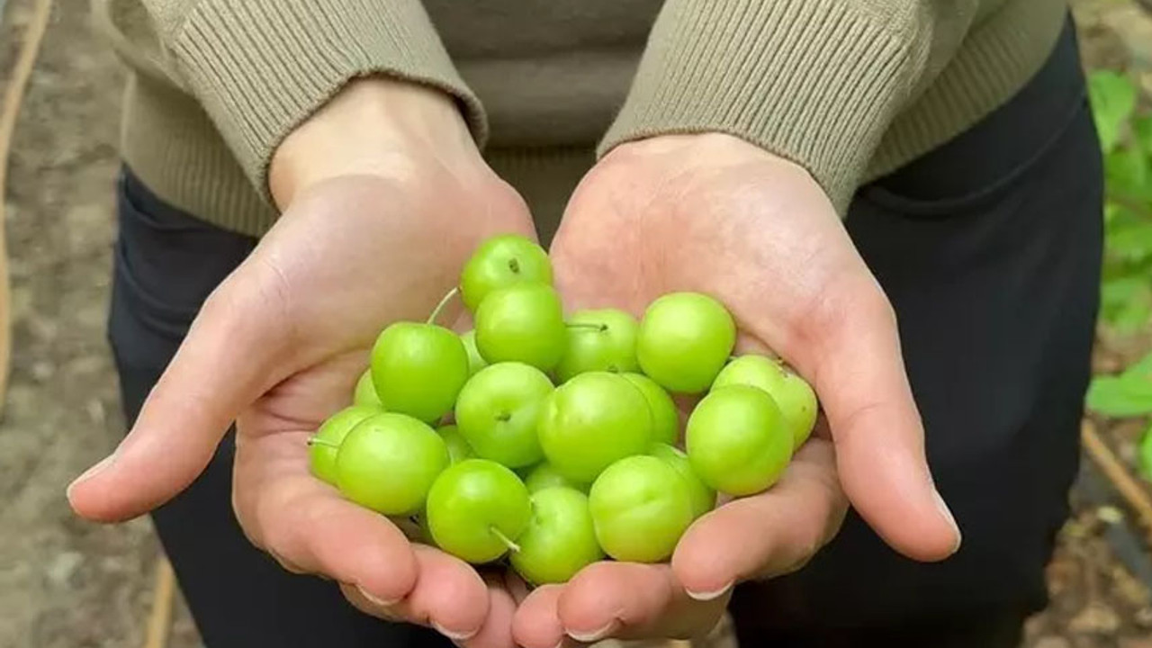 Eriğin fiyatı cep yakıyor! Arap şeyhleri kilolarca sipariş veriyor