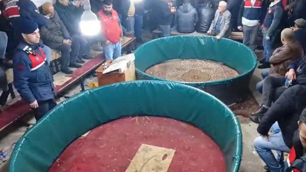 Hayvansever derneğinde horoz dövüştürdüler: Jandarmadan suçüstü yakaladı!