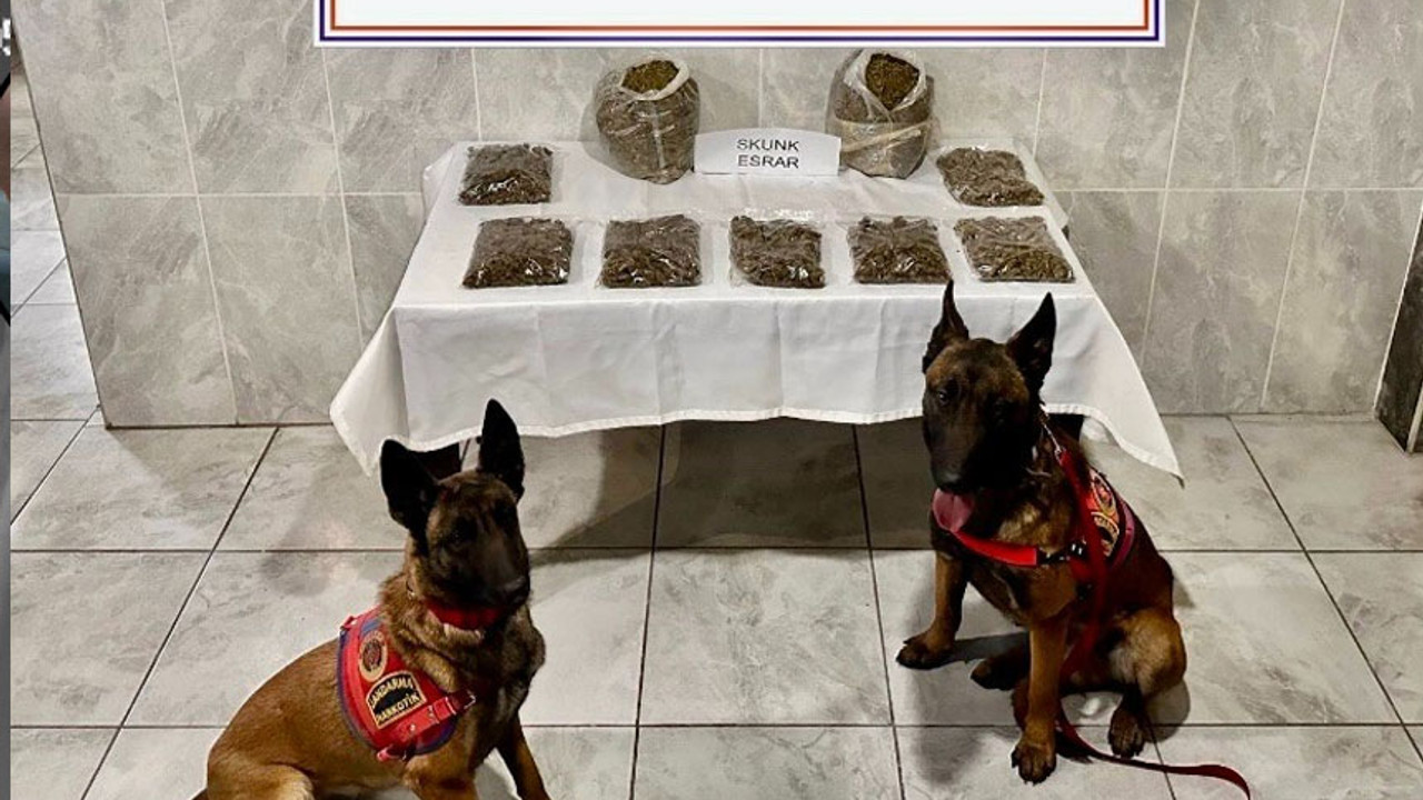 Jandarma ihbarı alır almaz harekete geçti: Narkotik köpekleri yerini belirledi!