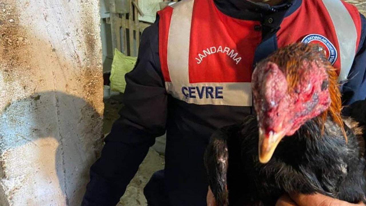 Jandarmadan horoz dövüştürenlere ceza yağmuru