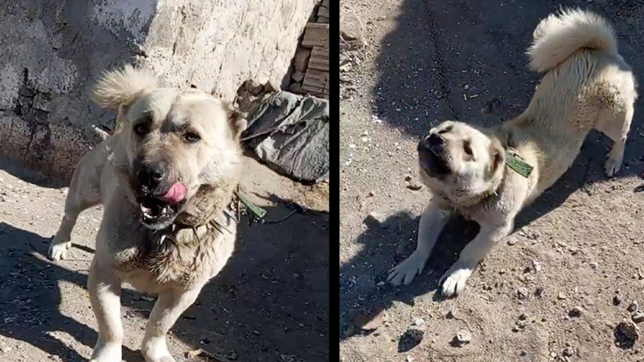 Bildiğiniz o devasa Sivas kangalını unutun! Bu da cüce Sivas kangalı