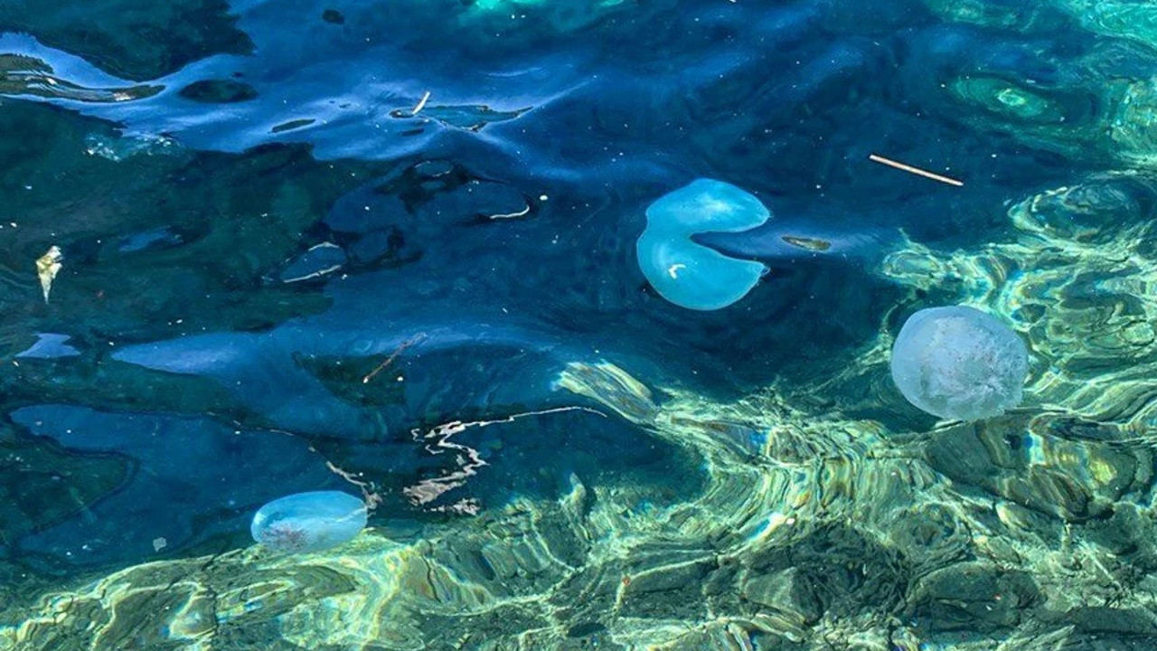 Akdeniz'de tedirgin eden görüntüler: Adım başı denizanası var!