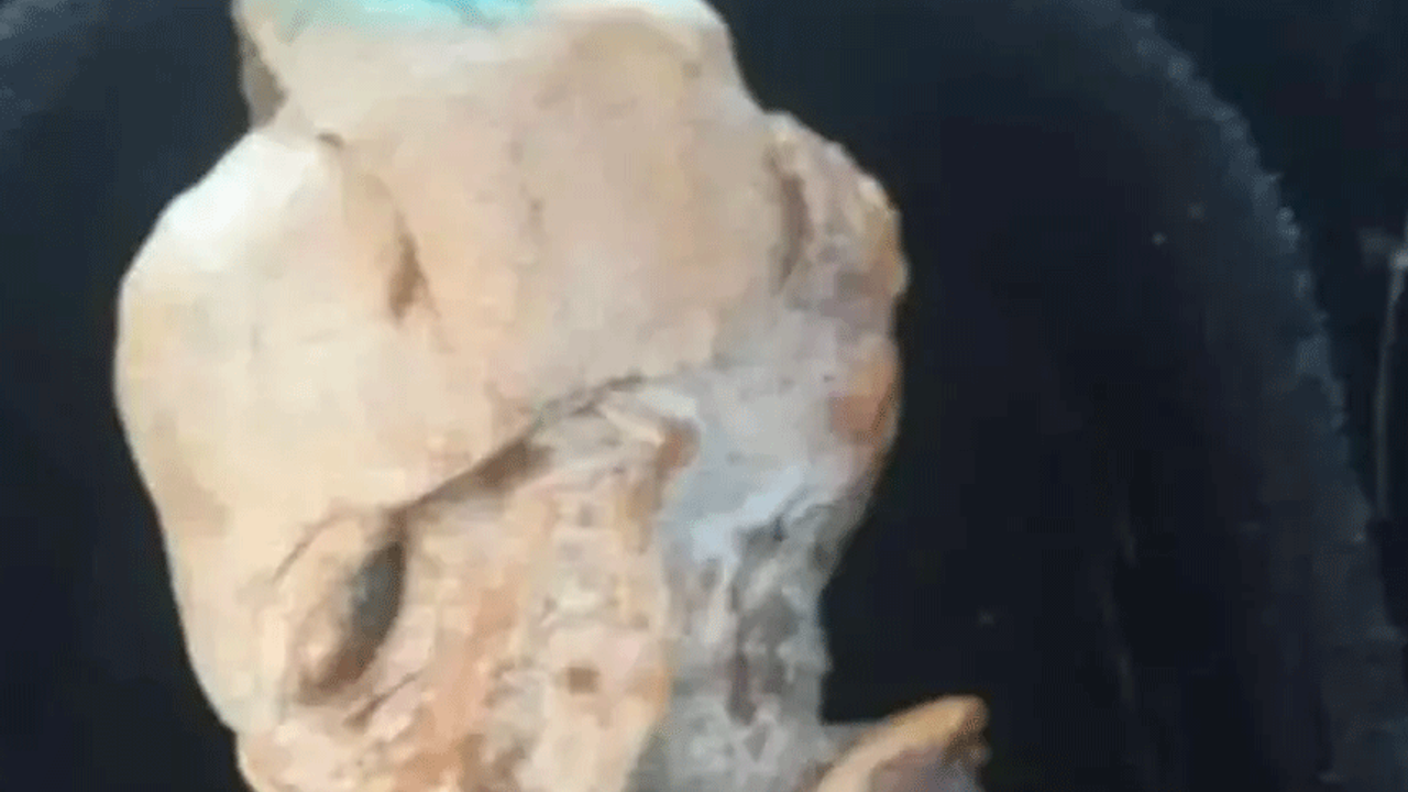 Görenleri hayrete düşüren keşif! Çekik gözleri ve uzun kafasına bakan bir daha baktı