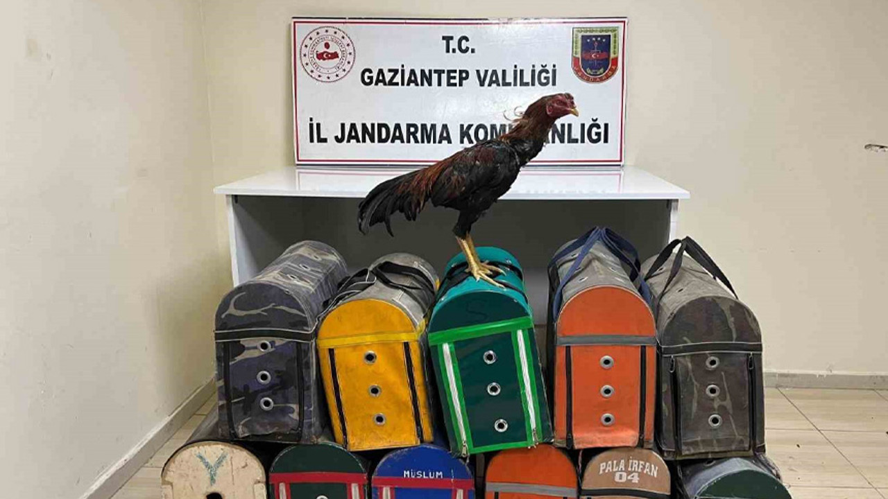 Jandarmadan şok baskın! Horoz dövüştürenlere operasyon