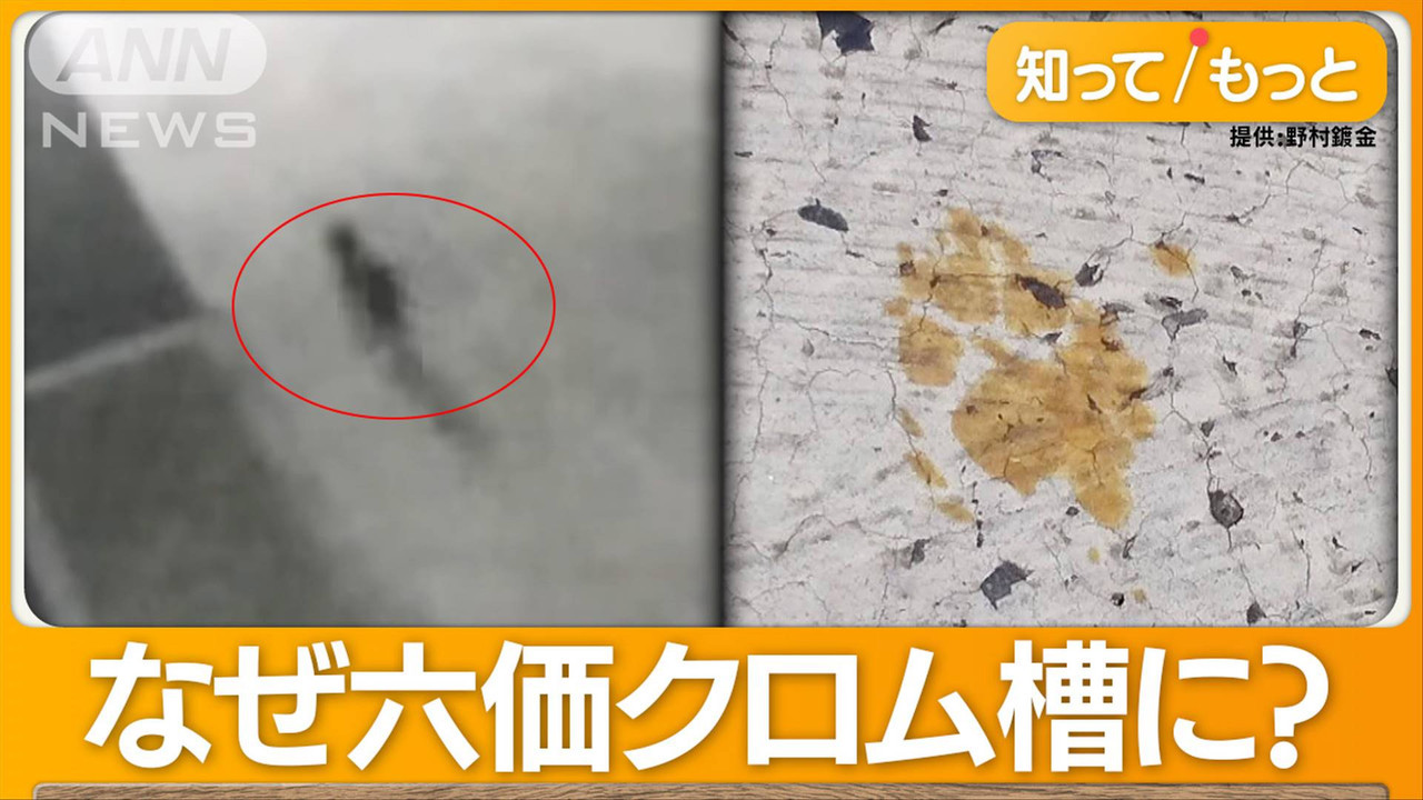 Japonya’da devlet duyurusu: Bu kediye yaklaşmayın!