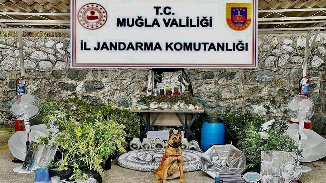 Ev değil adeta uyuşturucu serası! Jandarmadan şok uyuşturucu operasyonu