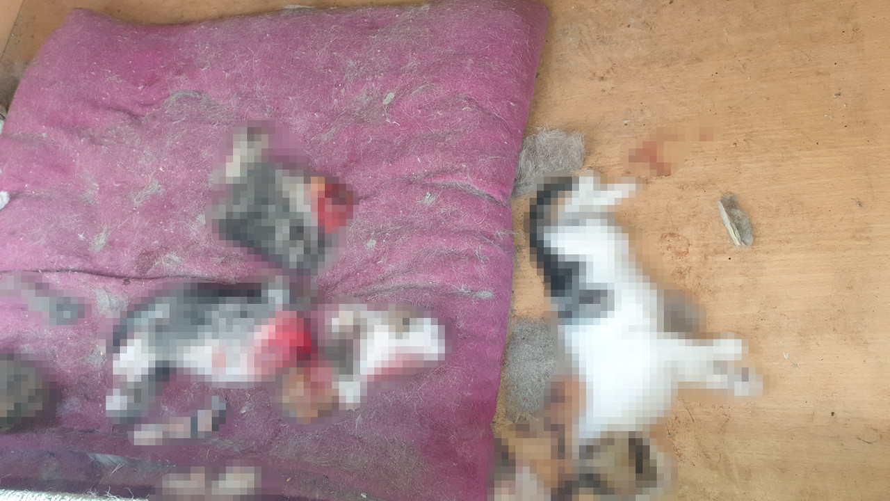 Ankara’da vahşet: 6 kedi yavrusunun kafası ve patileri koparıldı! Erdal Beşikçioğlu'ndan ilk açıklama geldi