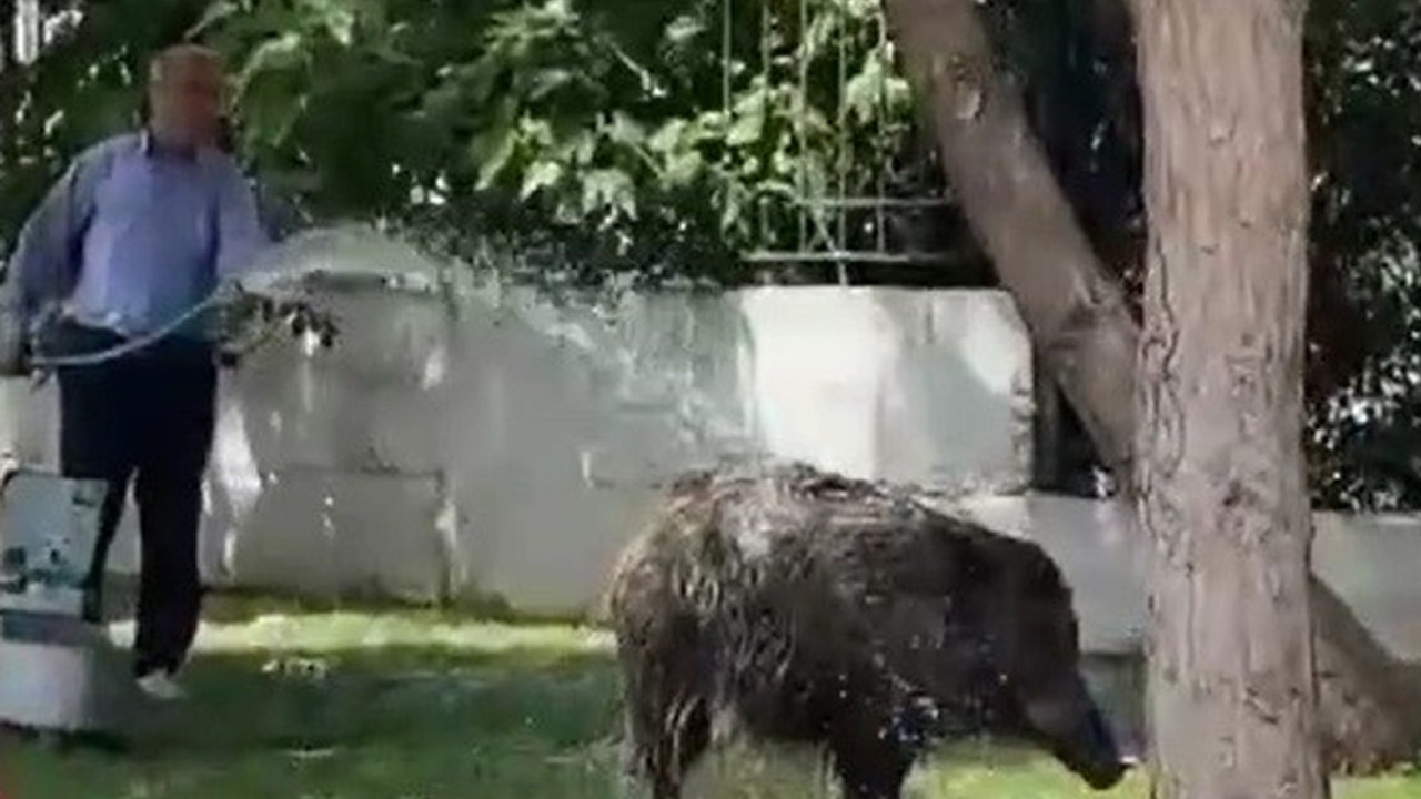İzmir'de garip olay: Şehre inen domuz sürüsünü hortumla serinletti