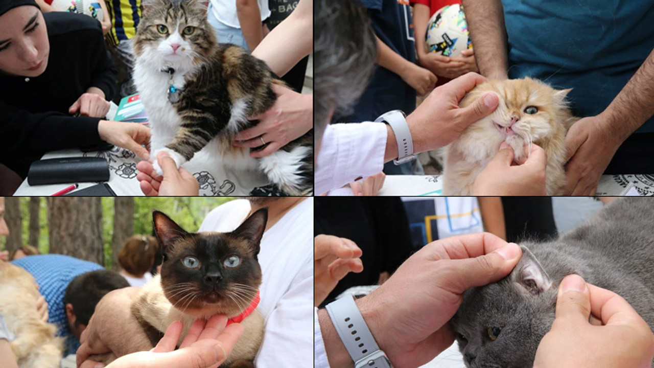 Tokat'ta kedi güzellik yarışması düzenlendi!
