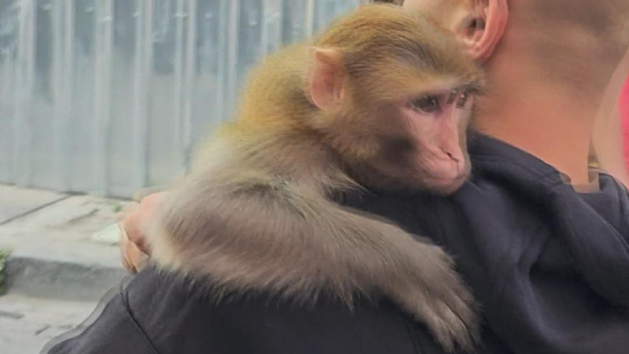 Fatih'te "Momo" yine ortalığı karıştırdı