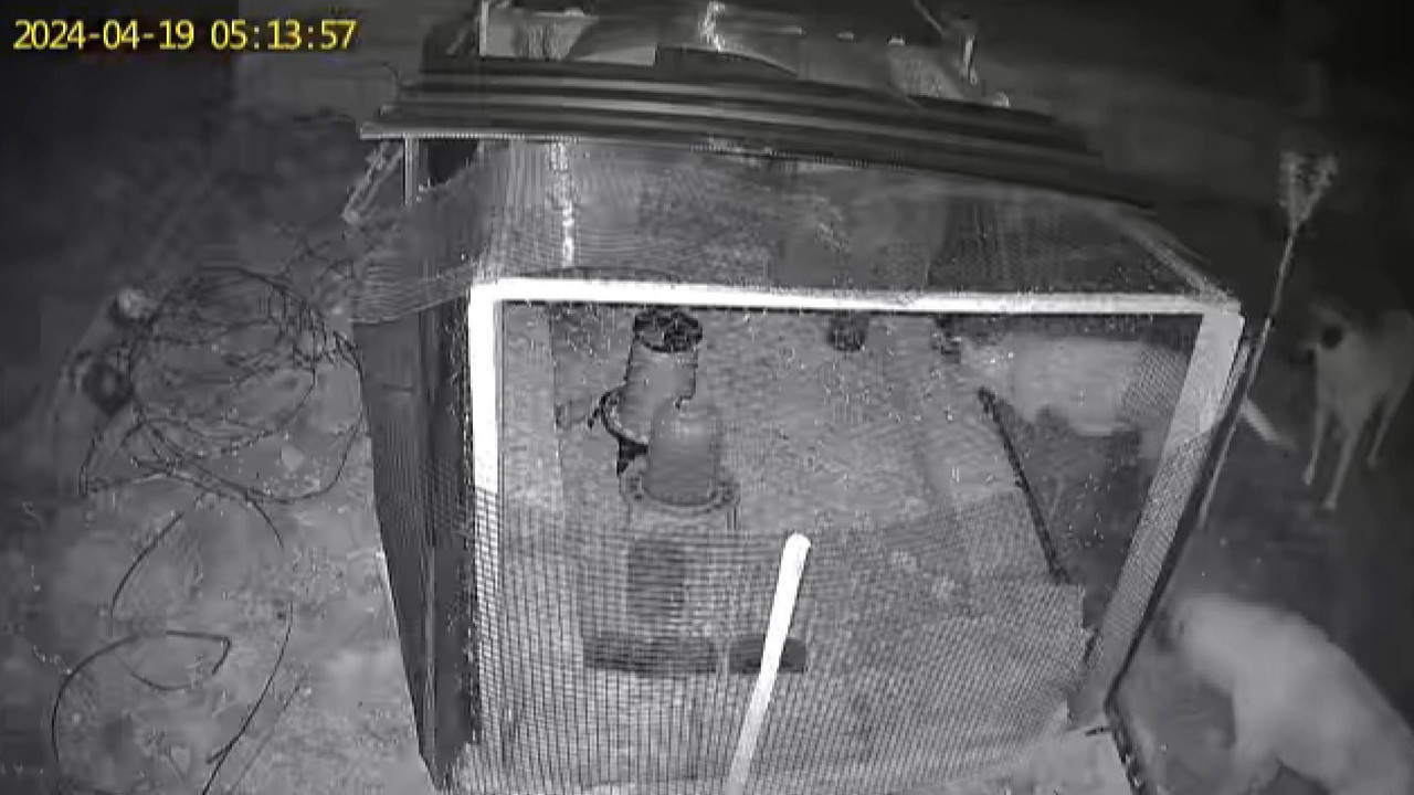 Sokak köpekleri onlarca tavuğu böyle telef etti