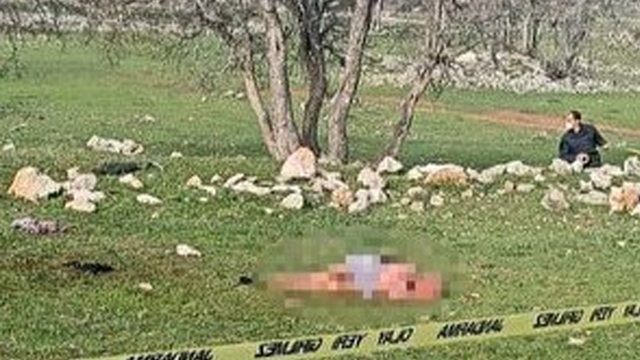 Çoban köpeklerinin saldırısına uğradı! Mezarlık ziyaretine giden yaşlı kadın hayatını kaybetti