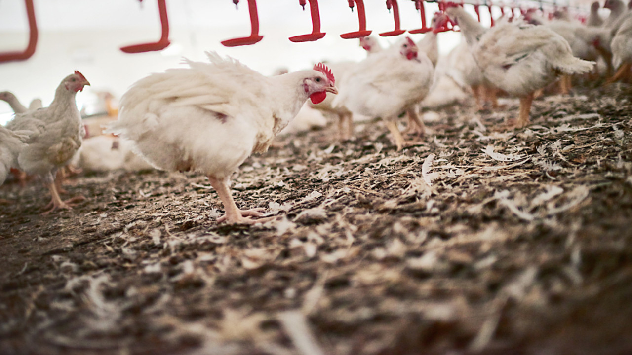 Türkiye Kasaplar Federasyonundan tavuk ihracatının yasaklanmasına ilişkin açıklama