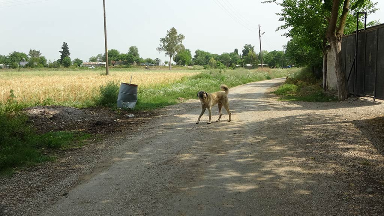 Adana'da halk köpeklerin toplanmasını istiyor