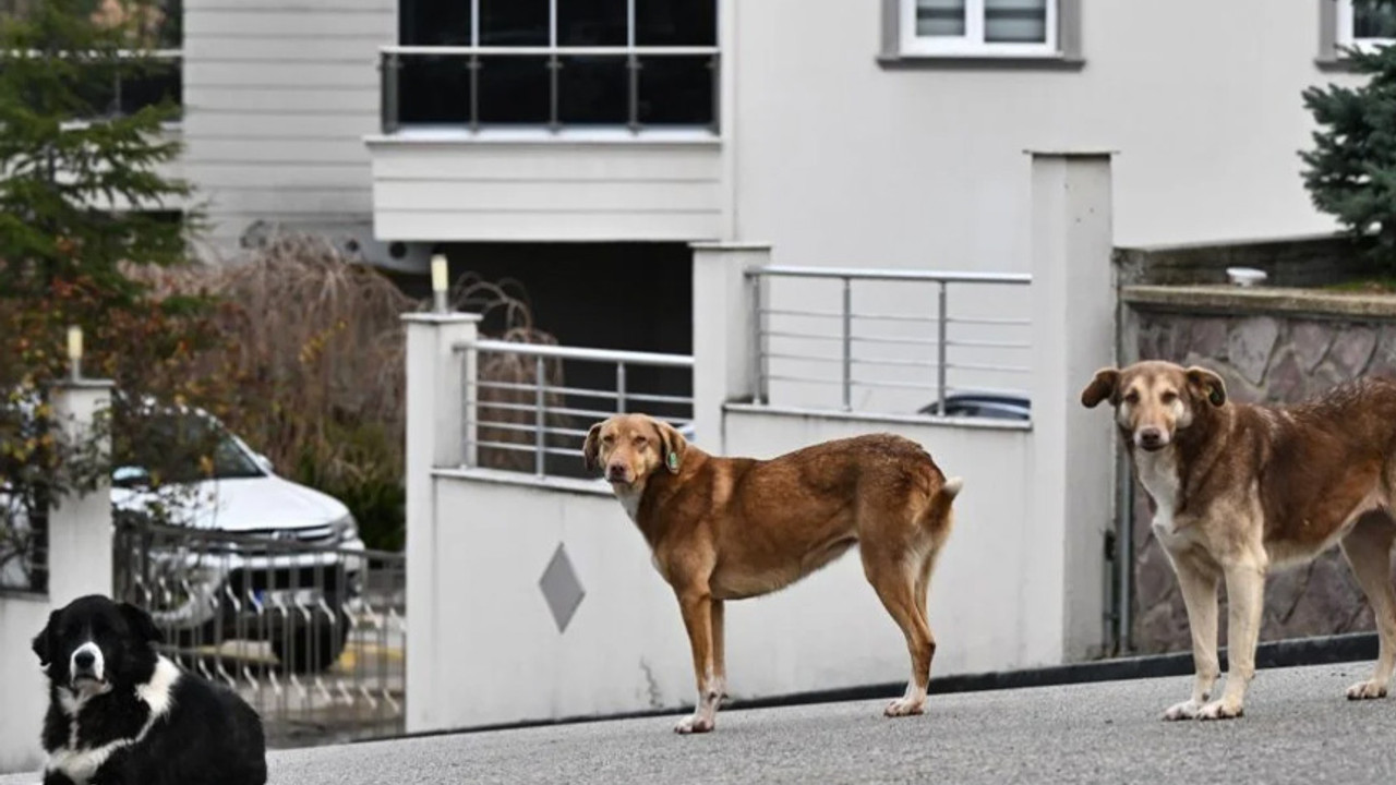 Kütahya Belediyesi sokak köpeklerini toplamaya başladı