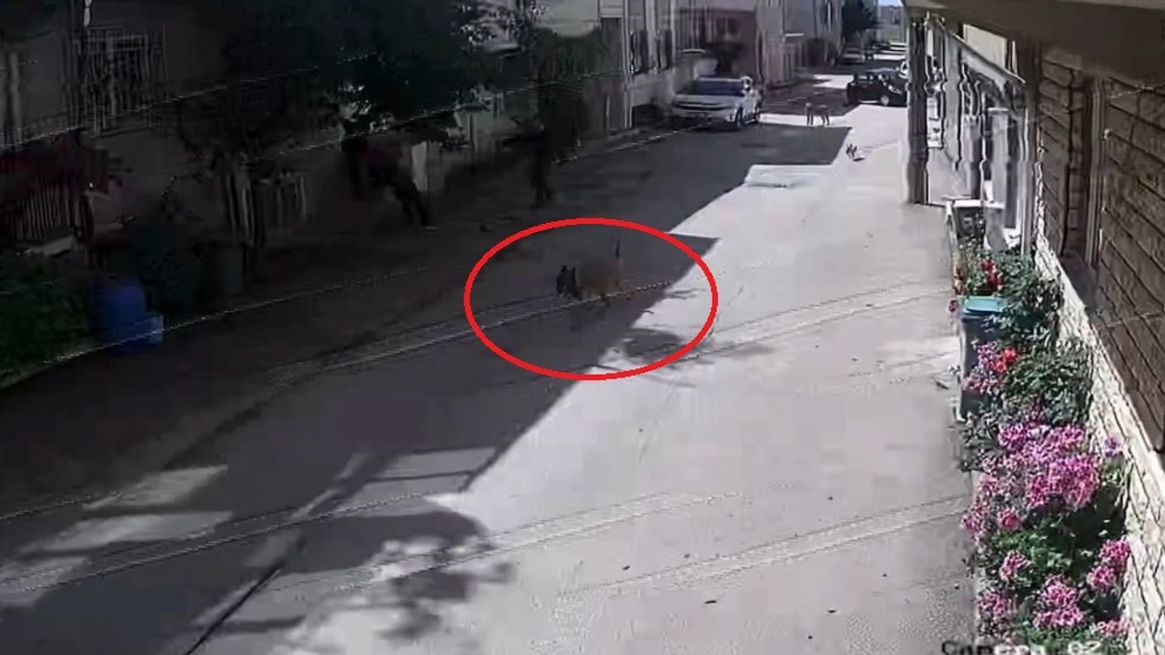 Bursa'da 3 çocuğu ısıran sokak köpeklerine polis müdahalesi kamerada!