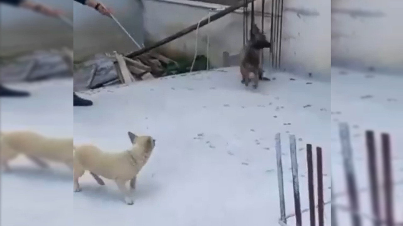 Bursa'da 3 çocuğa saldıran köpeklere polisin müdahalesi kamerada