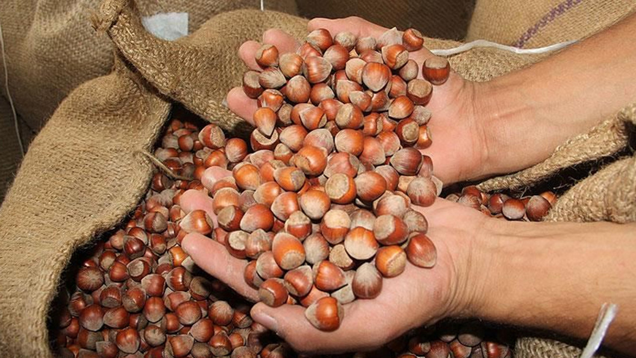 Türkiye'nin 8 aylık fındık ihracatı 1,6 milyar dolara yaklaştı