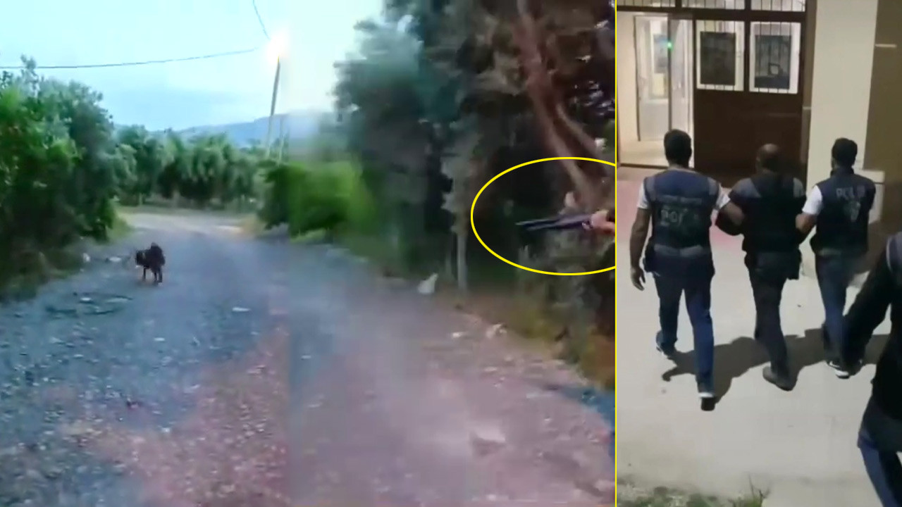 Sokak köpeğini tüfekle öldürmüştü! Yakalandı…