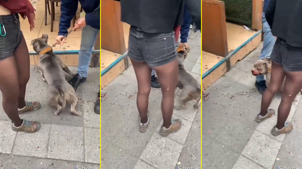 Kadıköy’de ağızlıksız pitbull, ev kedisini parçalayıp insanlara saldırdı!