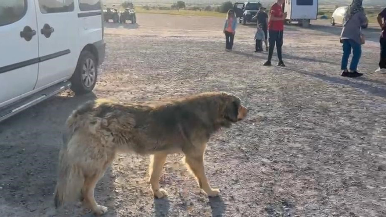 Köpek terörü Kapadokya’da turizmi vurdu